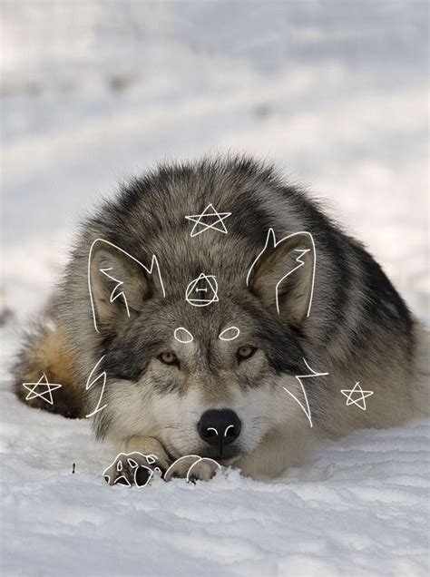 wolf therian